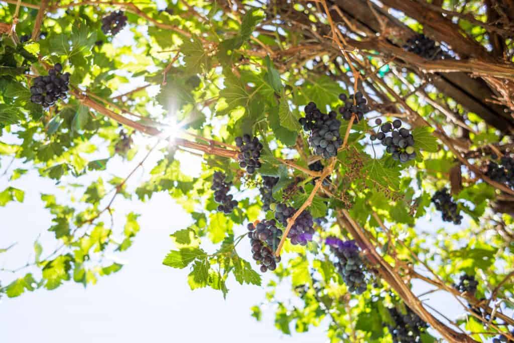 This image has an empty alt attribute; its file name is mesa-verde-sutcliffe-vineyards3-1024x683.jpg