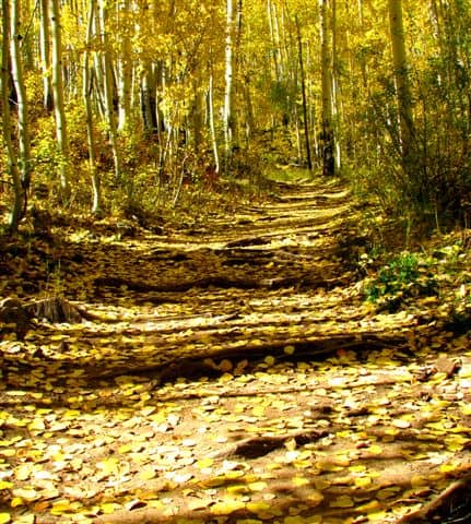 Aspen leaves on hiking trail in Colorado near Mancos